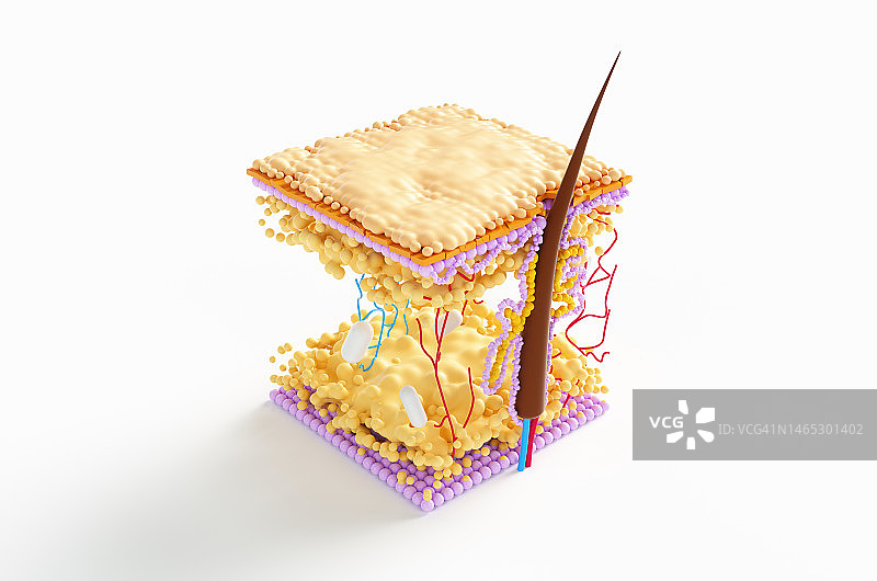 皮脂腺内毛发角质层生长的抽象显微镜模型，显微镜下的毛发移植图片素材