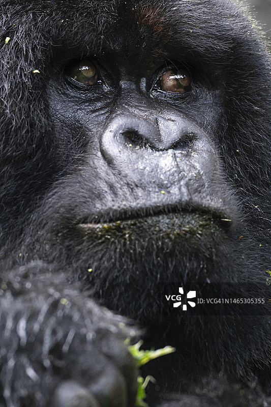 乌干达大猩猩特写图片素材