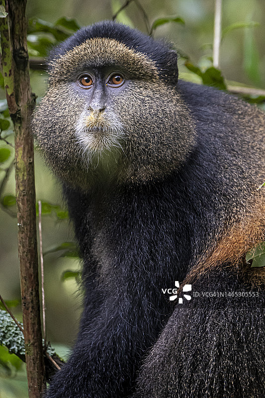 姆加兴加猩猩国家公园的金色猴子图片素材