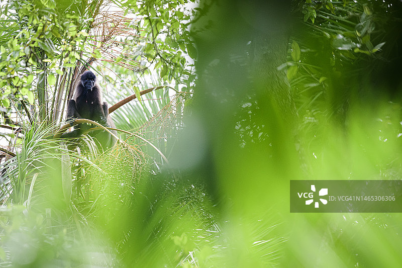 坐在比奥戈迪沼泽树上的金色猴子(Cercopithecus kandti)图片素材