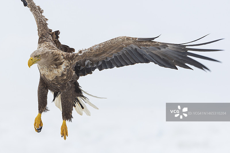 白尾海雕翱翔于日本知床国家公园上空图片素材