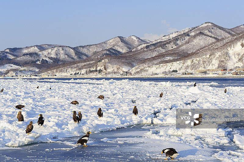 白尾海雕(Haliaeetus albicilla)栖息在知床国家公园的冰面上图片素材