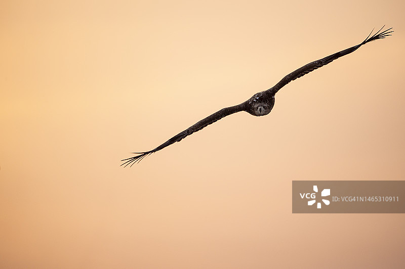 白尾海雕翱翔于日本知床国家公园上空图片素材