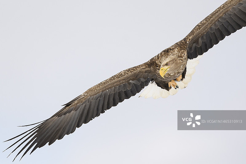 白尾海雕翱翔于日本知床国家公园上空图片素材