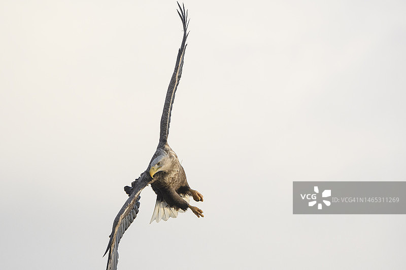 飞翔的白尾海雕图片素材