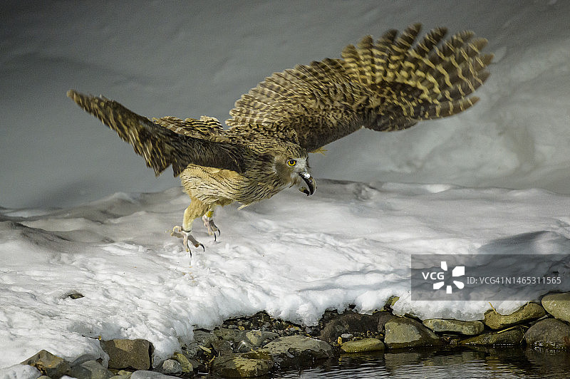 毛腿渔鸮在河中捕鱼图片素材