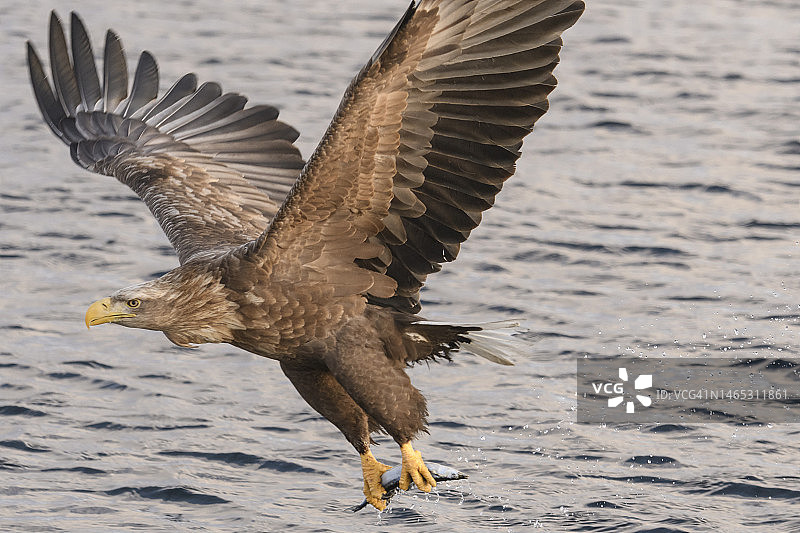 白尾海雕捕鱼图片素材