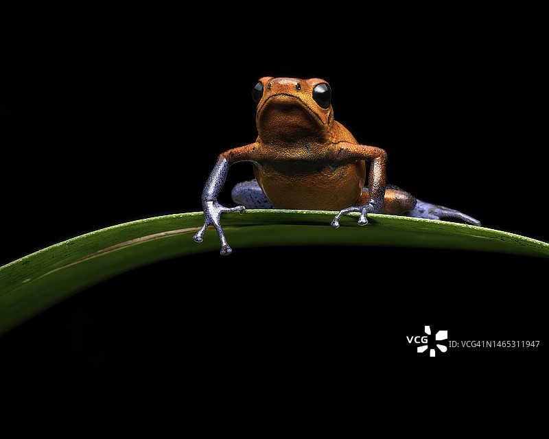 蓝色牛仔裤上的箭毒蛙图片素材