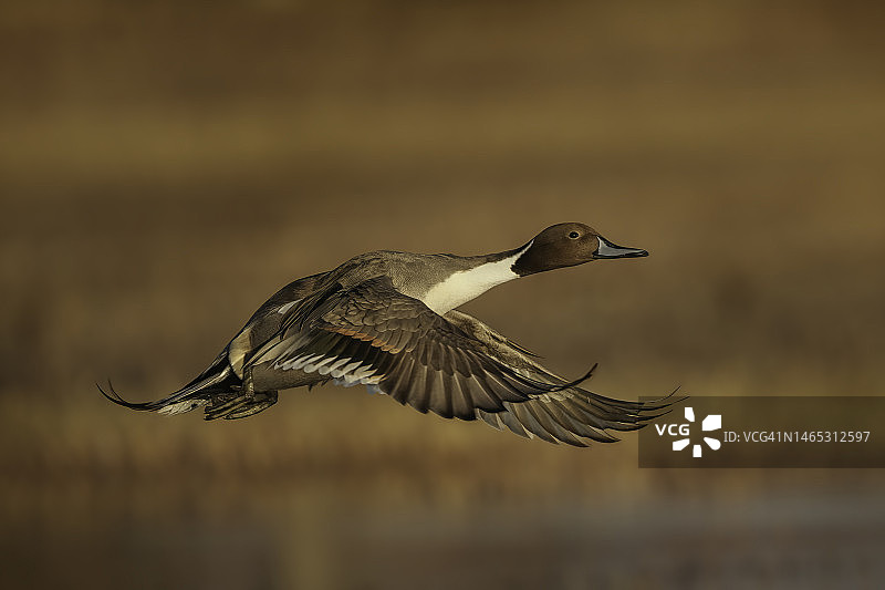 针尾鸭起飞图片素材