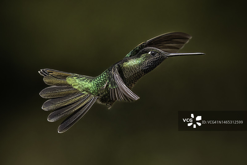 蜂鸟水平飞行图片素材