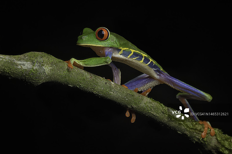 行走中的红眼树蛙图片素材