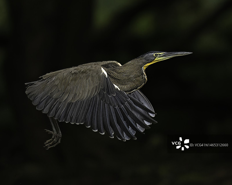 飞行中的红虎鹭图片素材