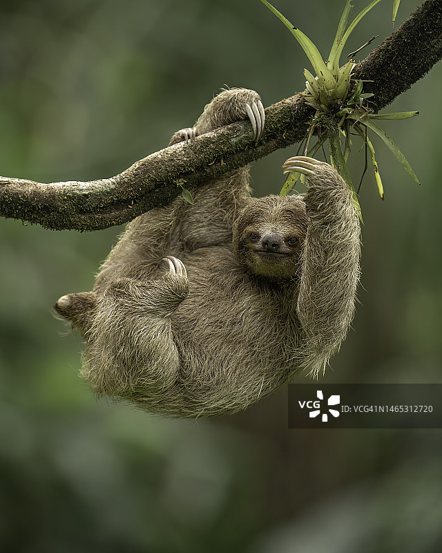 三趾树懒肖像图片素材