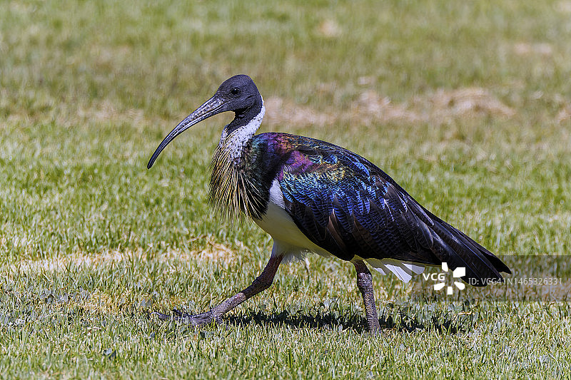 蓑颈白鹮站在草地上图片素材