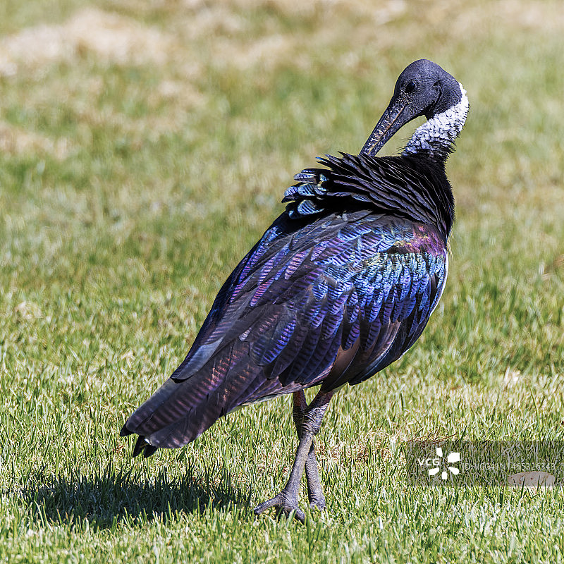 蓑颈白鹮站在草地上图片素材