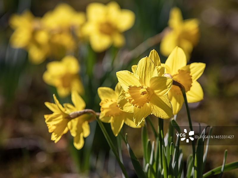 盛开的黄水仙图片素材