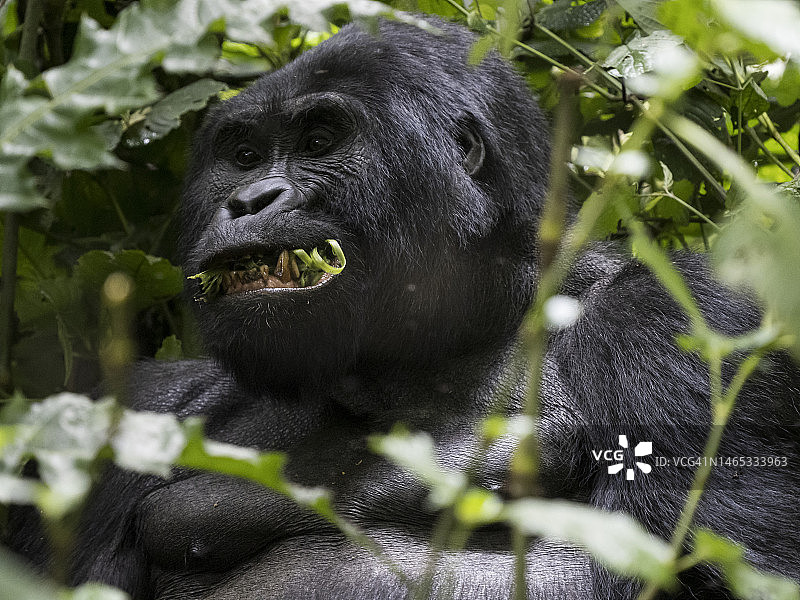 布温迪国家公园里吃树叶的（东部大猩猩）大猩猩特写图片素材