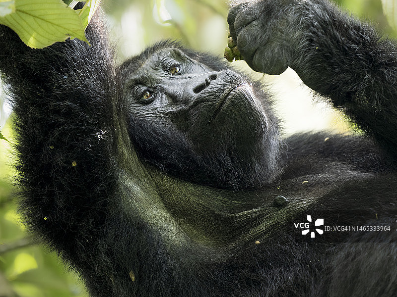 姆加辛加国家公园的东部大猩猩图片素材