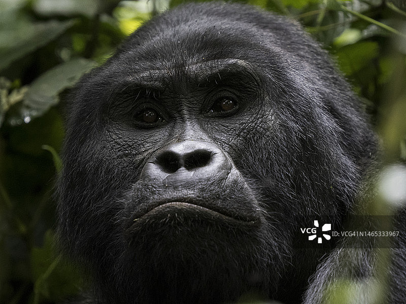 布温迪国家公园里吃树叶的（东部大猩猩）大猩猩特写图片素材