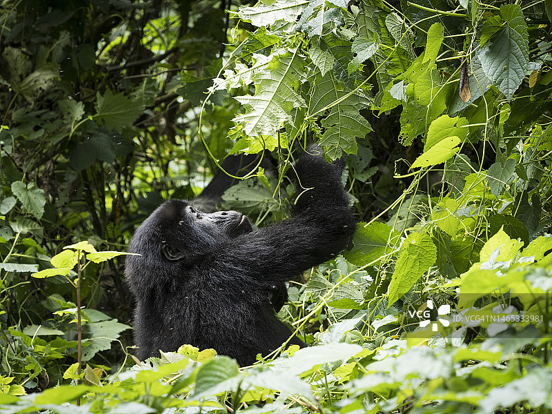 乌干达森林里的东部山地大猩猩宝宝图片素材