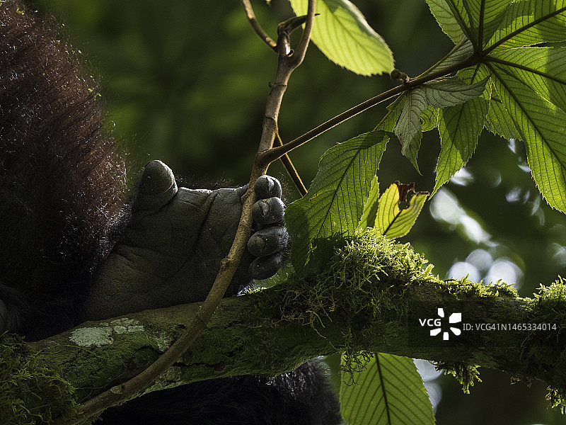 姆加辛加国家公园的东部大猩猩图片素材