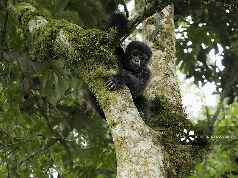 乌干达森林里的东部山地大猩猩宝宝图片素材