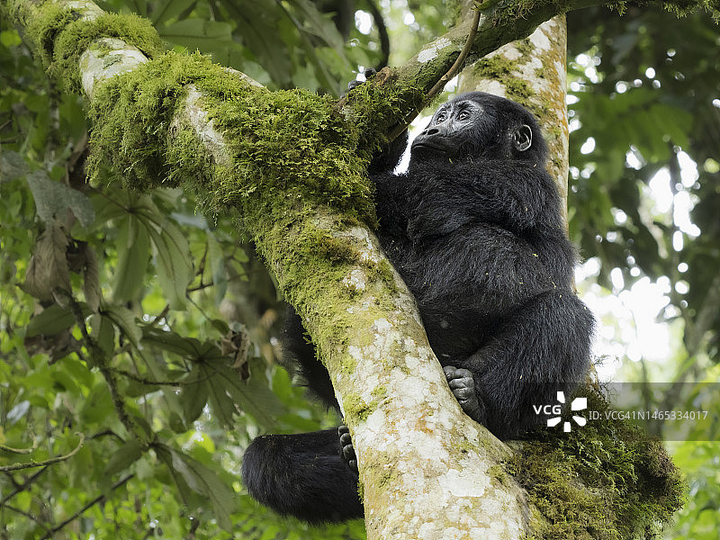 乌干达森林里的东部山地大猩猩宝宝图片素材