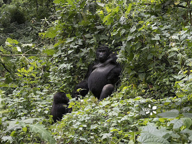乌干达森林里的东部山地大猩猩宝宝图片素材