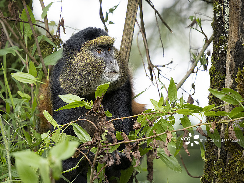 姆加兴加猩猩国家公园的金色猴子图片素材