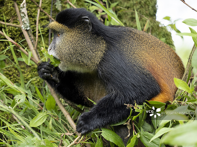 姆加兴加猩猩国家公园的金色猴子图片素材