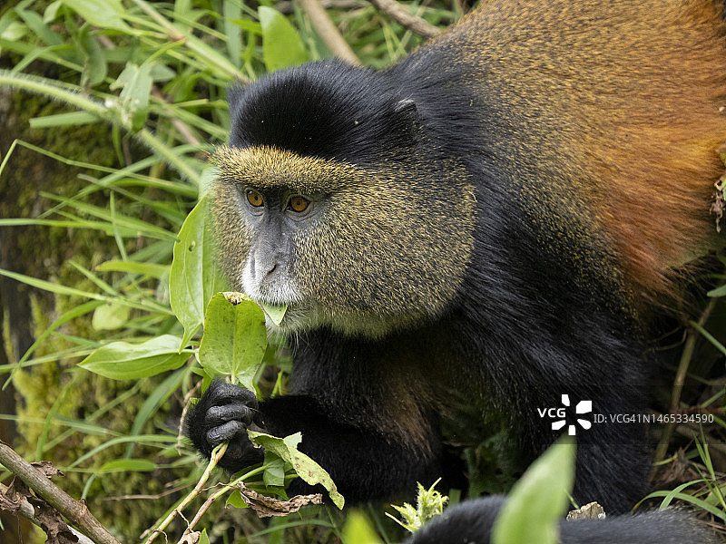 姆加兴加猩猩国家公园的金色猴子图片素材