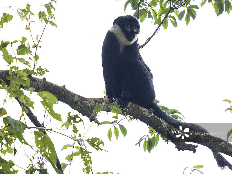 坐在比奥戈迪沼泽树上的金色猴子(Cercopithecus kandti)图片素材