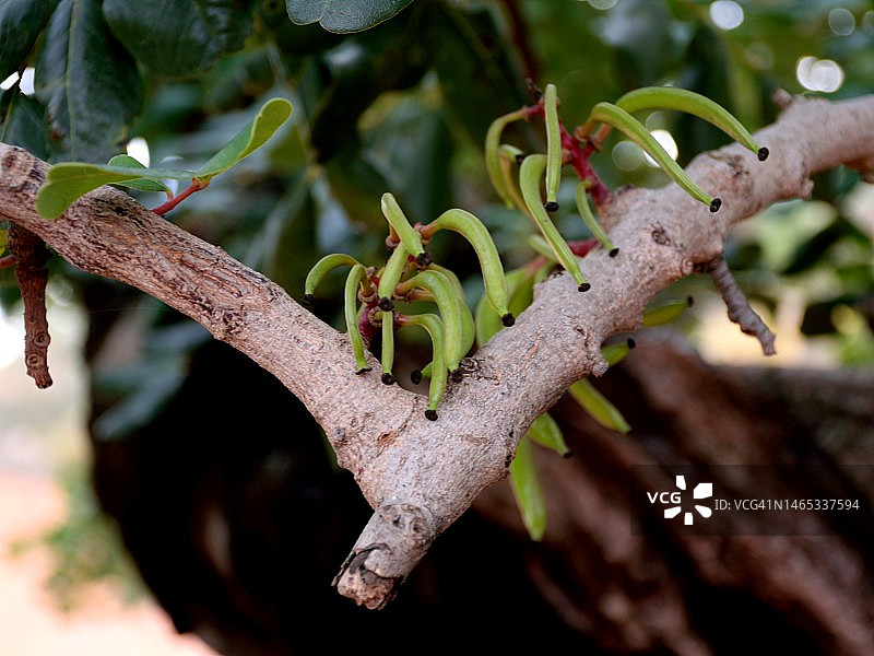 角豆树图片素材