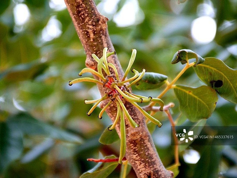 角豆树图片素材