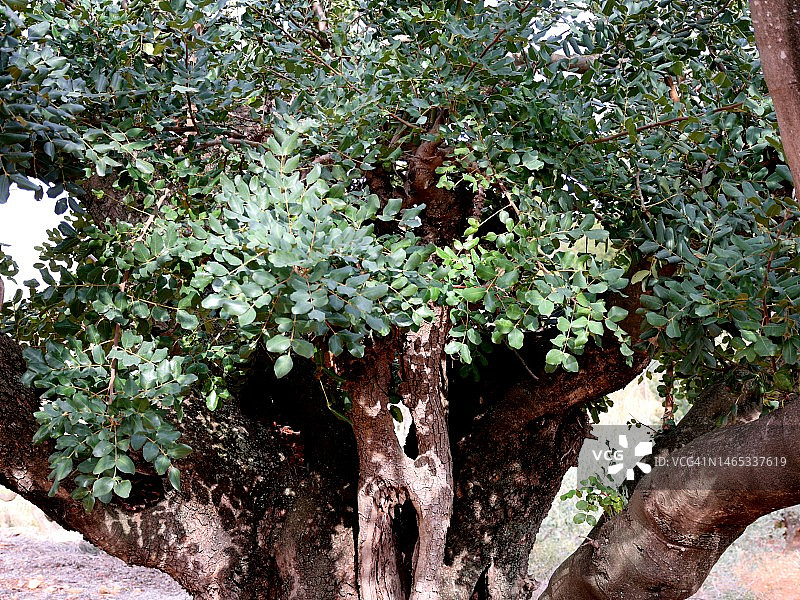 角豆树图片素材