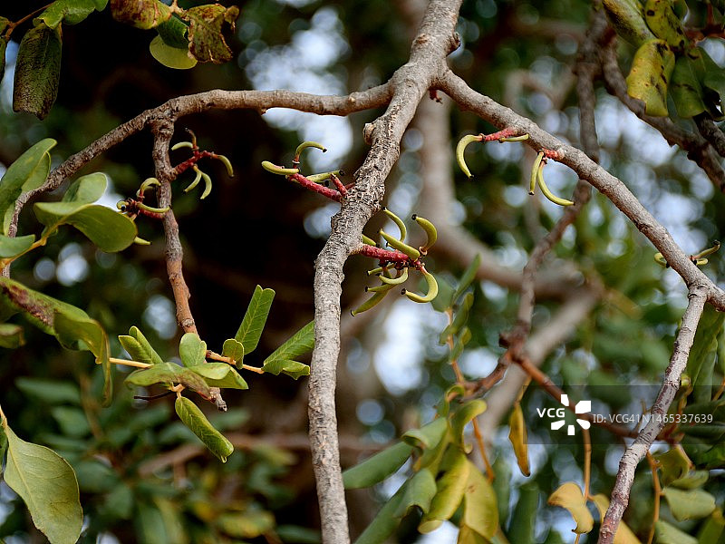 角豆树图片素材