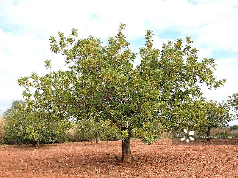 角豆树图片素材