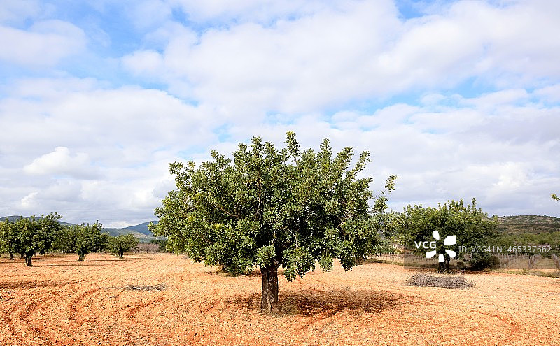 角豆树图片素材