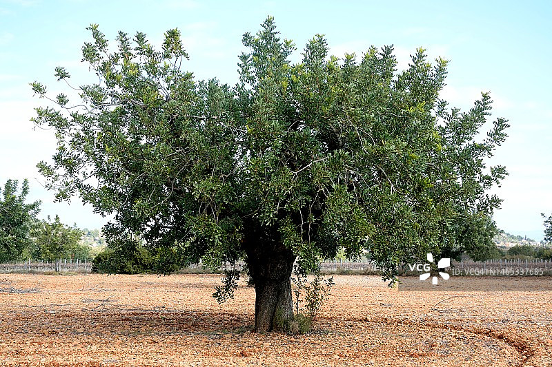 角豆树图片素材