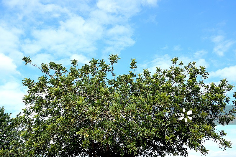 角豆树图片素材