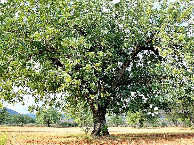 角豆树图片素材