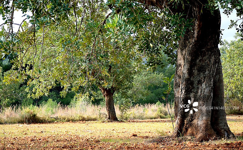 角豆树图片素材
