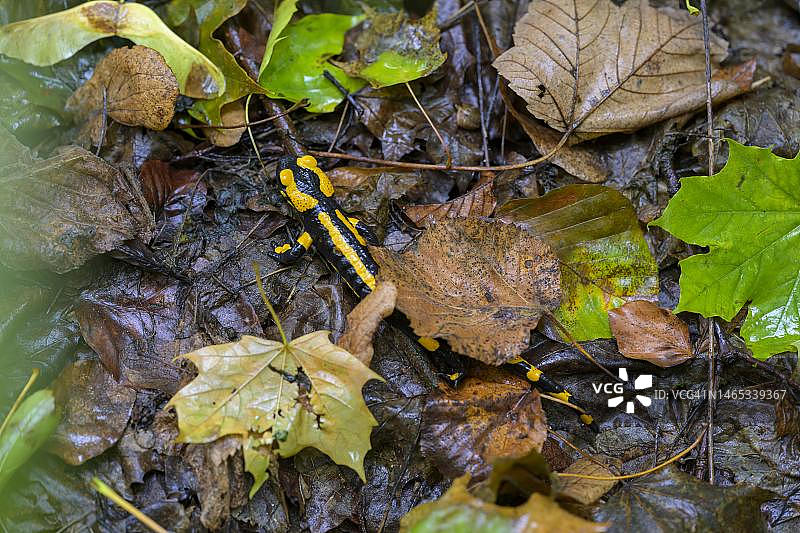 火蜥蜴，德国黑森州图片素材