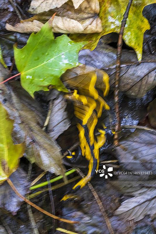 火蜥蜴，德国黑森州图片素材