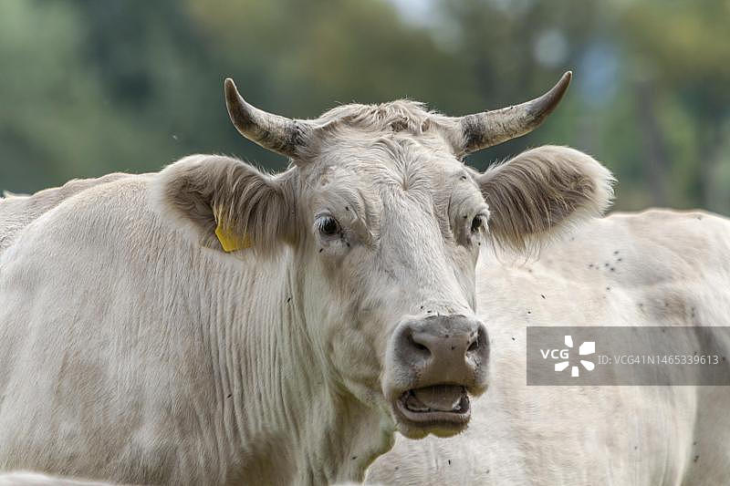 德国莱茵兰-普法尔茨夏洛莱牛图片素材