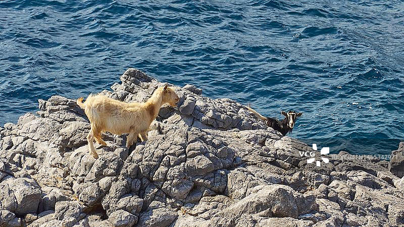 克里特岛罗多波半岛海边灰色岩石上的山羊图片素材