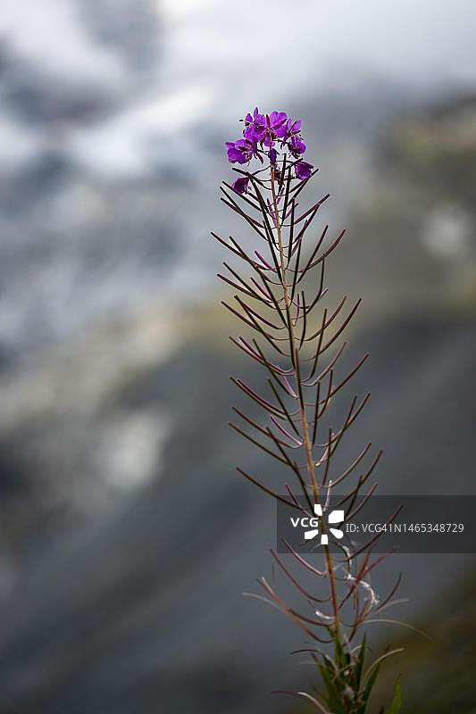 瑞士格里松州圣莫里茨盛开的柳兰图片素材