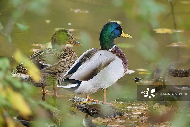 绿头鸭对，站立在德国巴伐利亚湖岸边图片素材