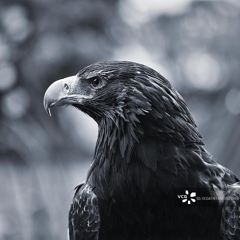 楔尾雕特写圈养单色图片素材