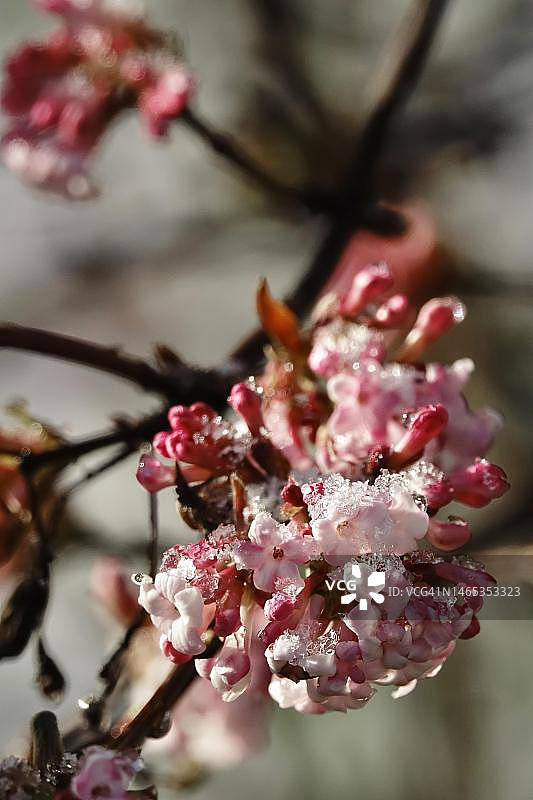 德国荚蒾冬季雪球图片素材